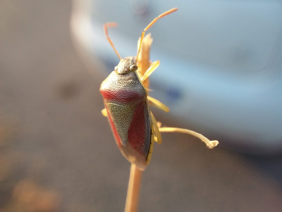 Pentatomidae: Piezodorus lituratus